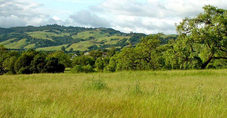 Landscape view of green fields and a mountain.