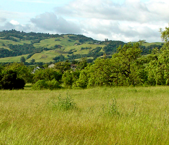 Landscape view of green fields and a mountain.