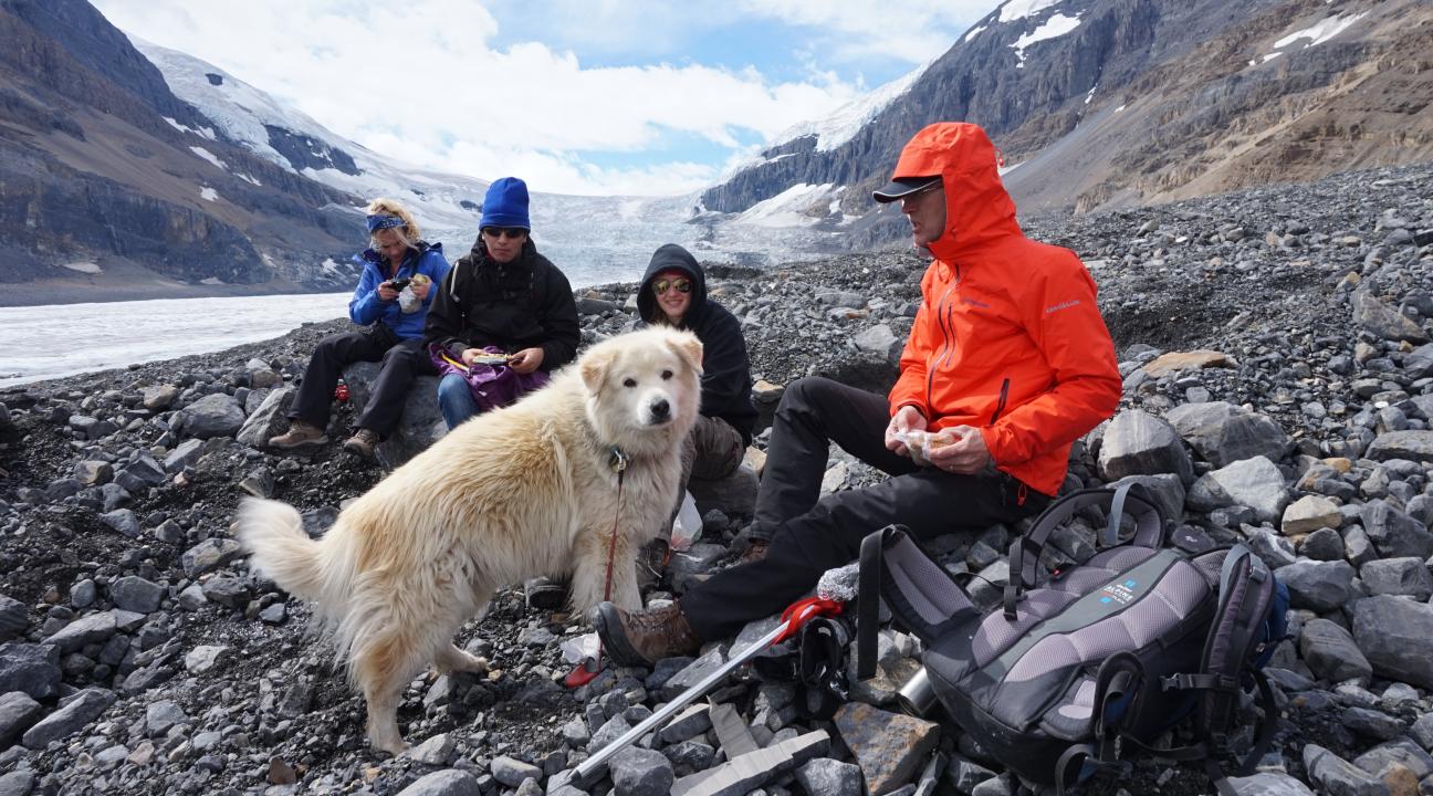 Glacier Guide Dog
