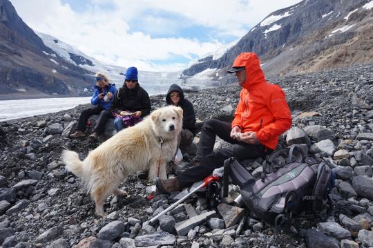 Glacier Guide Dog